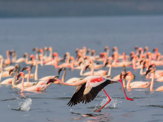 The Flamingo Season in Maharashtra: A Pink Spectacle Worth Celebrating